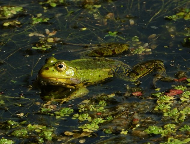 groenekikkerschoonrewoerd01062020 1